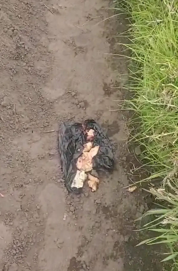 Vecinos encuentran fundas con carne envenenada 