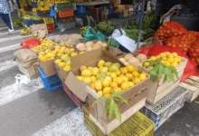 Temporada de mango en Ecuador: ¿cuánto vale la caja en Riobamba?