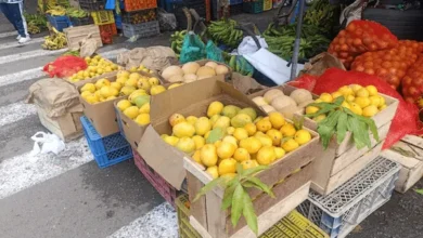Temporada de mango en Ecuador: ¿cuánto vale la caja en Riobamba?