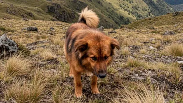 Hachi el perro héroe del Cerro Puñay, necesita ayuda