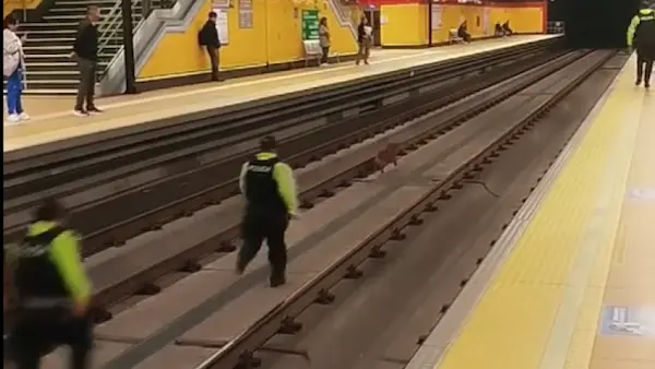 Metro de Quito detenido por una persecución animal
