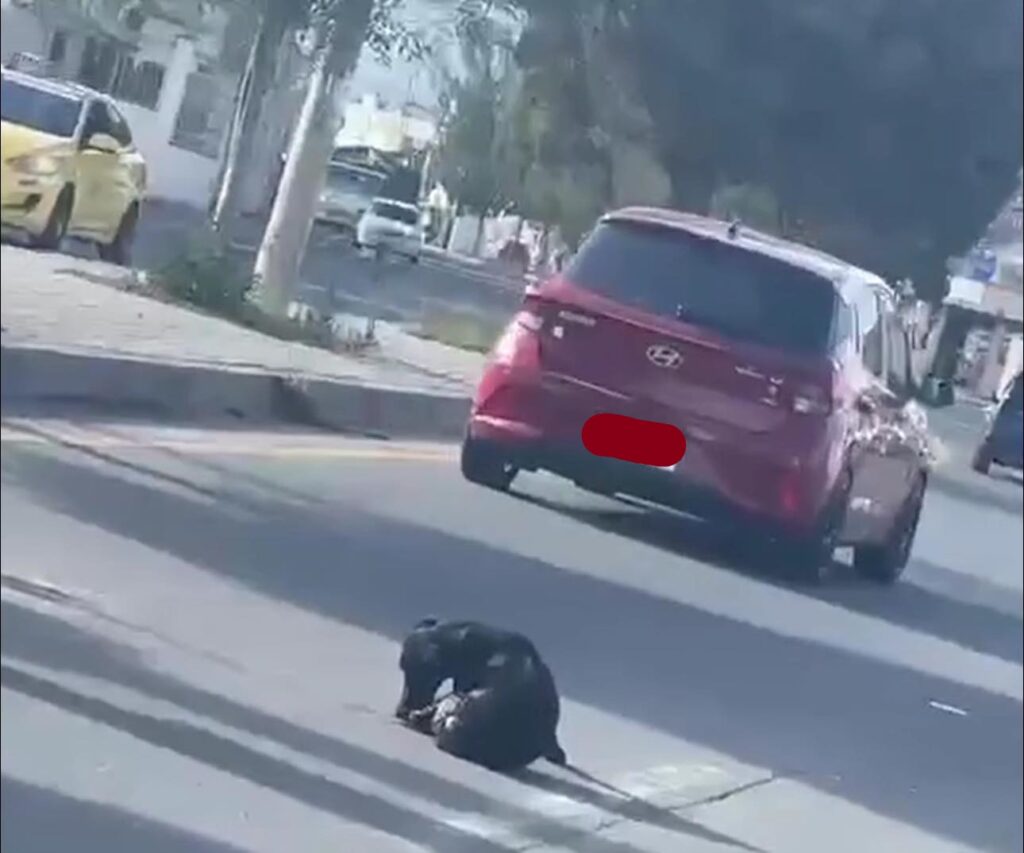 Así puedes denunciar el maltrato animal en Riobamba 