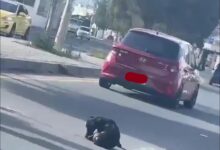 Así puedes denunciar el maltrato animal en Riobamba