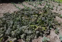 Heladas extremas: por qué aumentan, qué las provoca y cómo afectan al agro