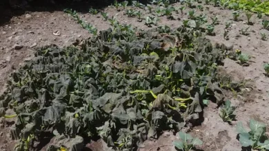 Heladas extremas: por qué aumentan, qué las provoca y cómo afectan al agro