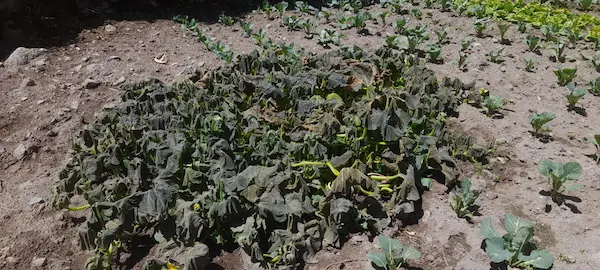 Heladas extremas: por qué aumentan, qué las provoca y cómo afectan al agro