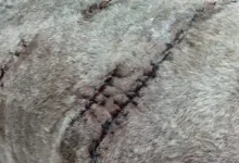 Pitbull ataca brutalmente a mascota por la Politécnica