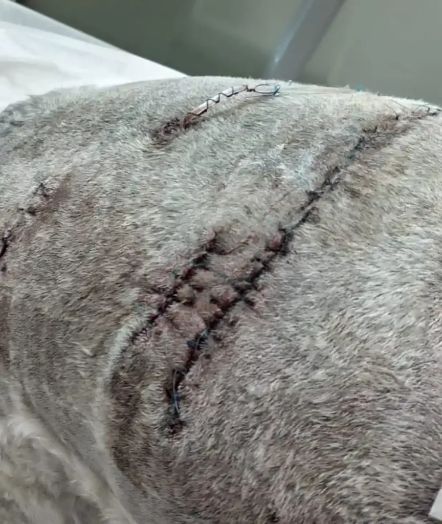 Pitbull ataca brutalmente a mascota por la Politécnica