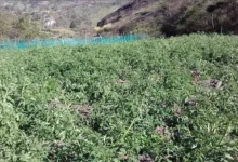 Video | Heladas en Chimborazo por bajas temperaturas