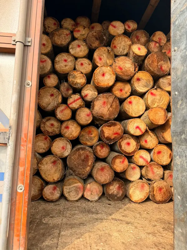 Madera ilegal en Los Ríos 