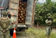 Ejército decomisa más de 5 metros cúbicos de madera ilegal