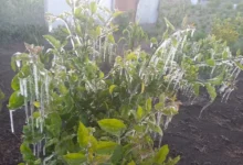 Heladas afectan los sembríos en la provincia de Chimborazo