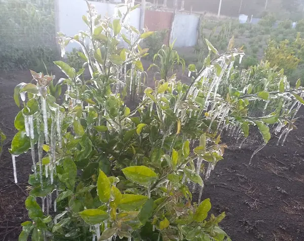 Heladas afectan los sembríos en la provincia de Chimborazo