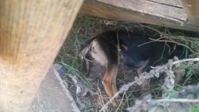 Envenenaron a 4 perros en Riobamba: Dueña pide justicia