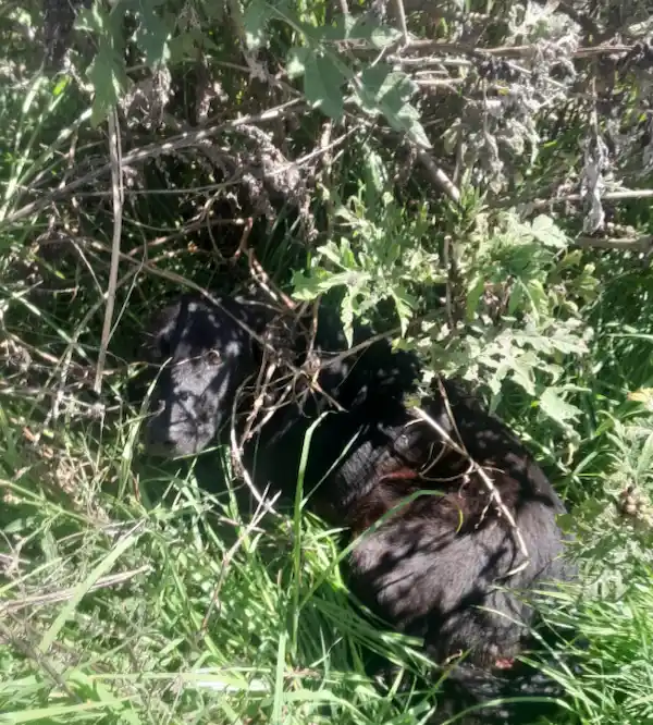 3 perros fueron envenenados