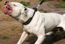 Bebé de 11 meses muere tras ataque de perros mientras dormía