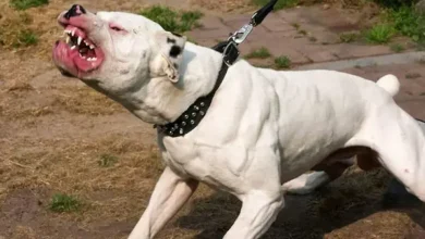 Bebé de 11 meses muere tras ataque de perros mientras dormía