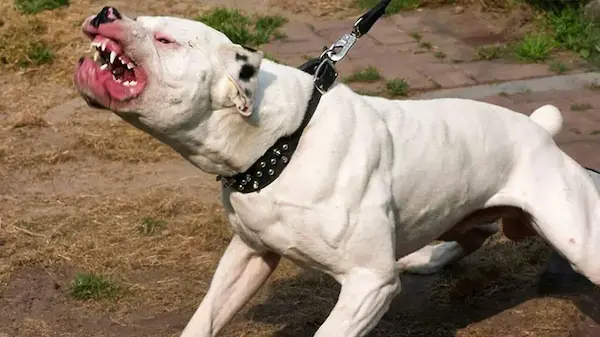 Bebé de 11 meses muere tras ataque de perros mientras dormía