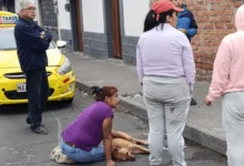 2 perros envenenados el 31 de diciembre en Riobamba