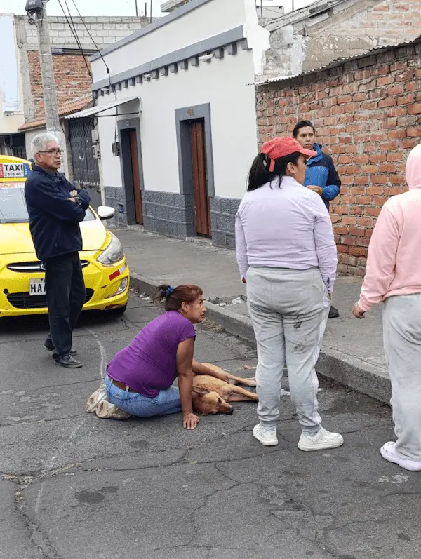 2 perros envenenados el 31 de diciembre en Riobamba