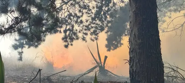 Bomberos Guano apagó incendio forestal en Pungal