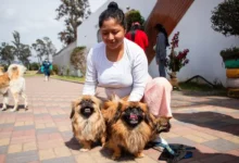 116 perros y gatos fueron esterilizados en Riobamba