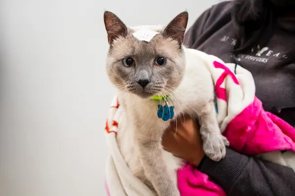 Amigos gatunos también tomaron parte de la jornada