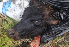 4 vacas robadas fueron faenadas y arrojadas en Guano