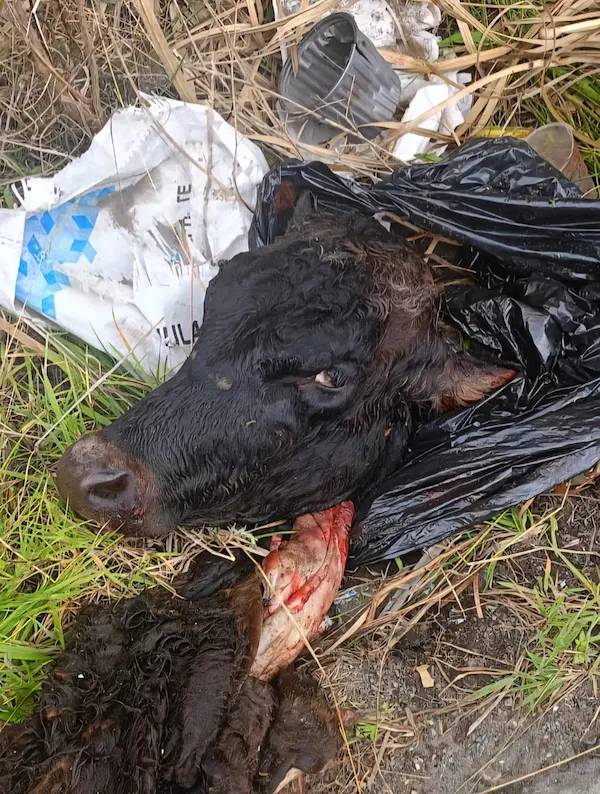 4 vacas robadas fueron faenadas y arrojadas en Guano