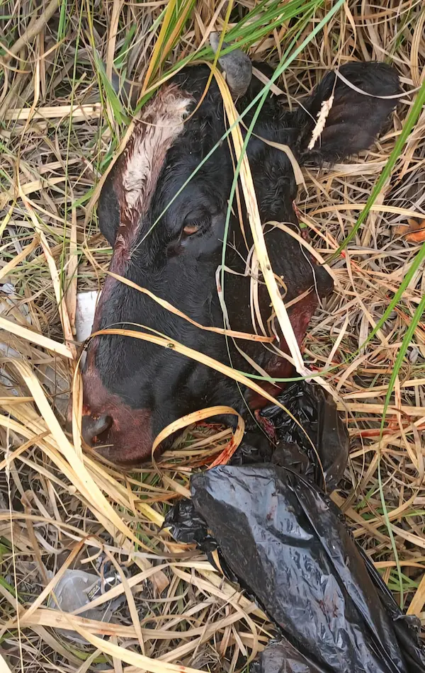 La indignación es total ante lo acontecido