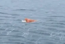 Video | Pescador sobrevivió 17 horas en el mar aferrado a una puerta