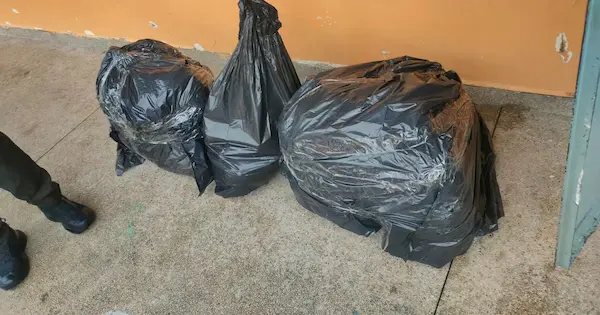 Criminalística levantó los restos óseos para análisis científicos