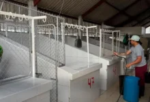 Camal de Saquisilí realizará el primer mantenimiento de 2026.