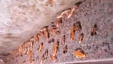 Arcsa clausura local de caldo de salchicha por cucarachas