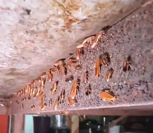 Arcsa clausura local de caldo de salchicha por cucarachas