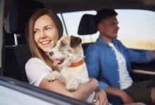 Conozca cómo evitar multas de tránsito en Ecuador por llevar mascotas en el auto