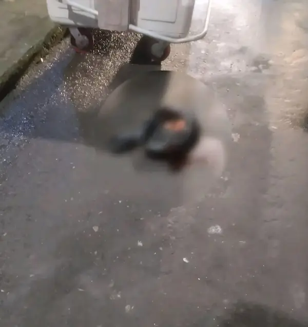 Hallan cabeza humana cerca a la Terminal de Puyo