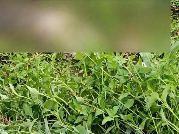 Al cesar sus funciones vitales, y encontrarse en un clima subtropical, el cuerpo se descompuso rápidamente.