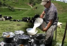 Productores de Chimborazo pueden vender el litro leche en 52 ctvs