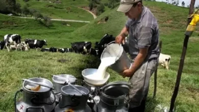Productores de Chimborazo pueden vender el litro leche en 52 ctvs