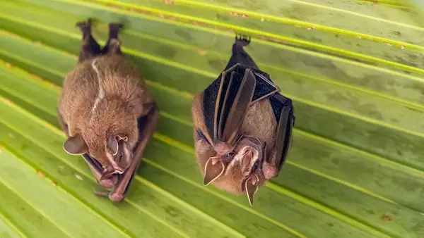 Cómo se contagia el Virus Nipah y cuáles son los principales riesgos