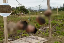 Hallan 5 cabezas colgadas y un mensaje amenazante