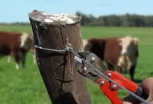 Delincuentes roban 10 cabezas de ganado en Guano