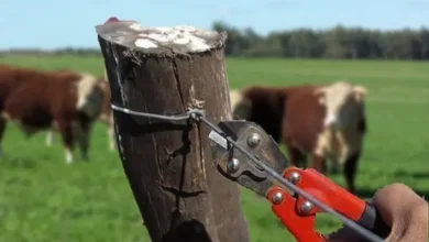 Delincuentes roban 10 cabezas de ganado en Guano