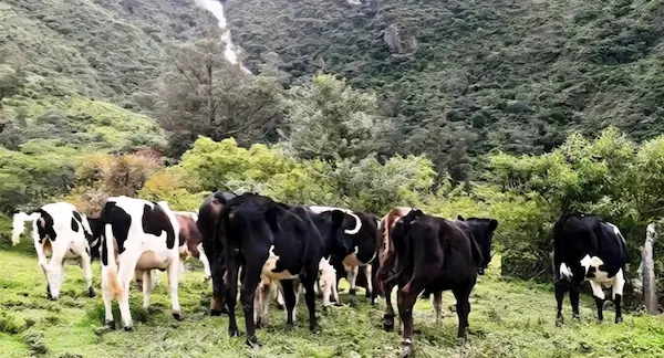 Los abigeos aprovechan la mínima para apropiarse de lo que no es suyo