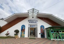 Esteriliza a tu mascota: este es el procedimiento a seguir