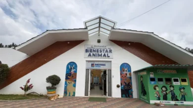 Esteriliza a tu mascota: este es el procedimiento a seguir