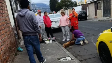 Maltrato animal en Riobamba: ¿hay sanciones?