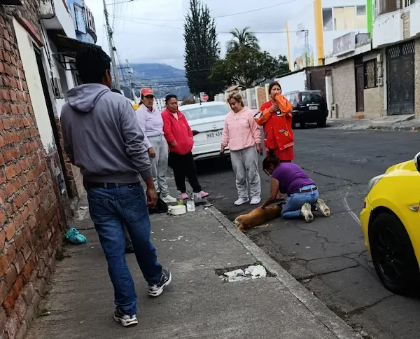 Maltrato animal en Riobamba: ¿hay sanciones?