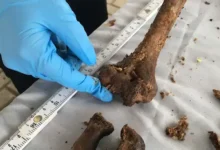 Encuentran 1300 huesos en un colegio de Quito